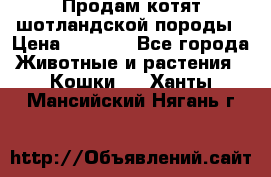 Продам котят шотландской породы › Цена ­ 2 000 - Все города Животные и растения » Кошки   . Ханты-Мансийский,Нягань г.